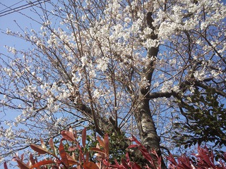 鵠沼周辺も桜咲いてます！